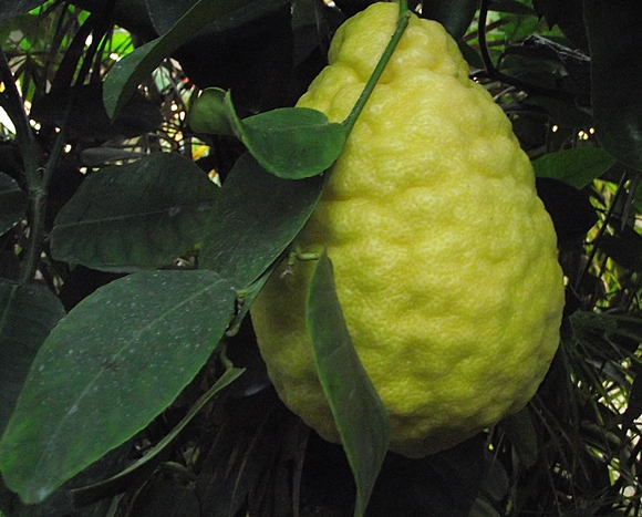 citrombe