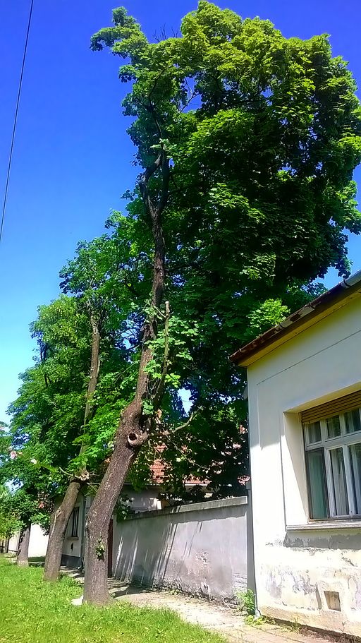 gesztenyefak01
