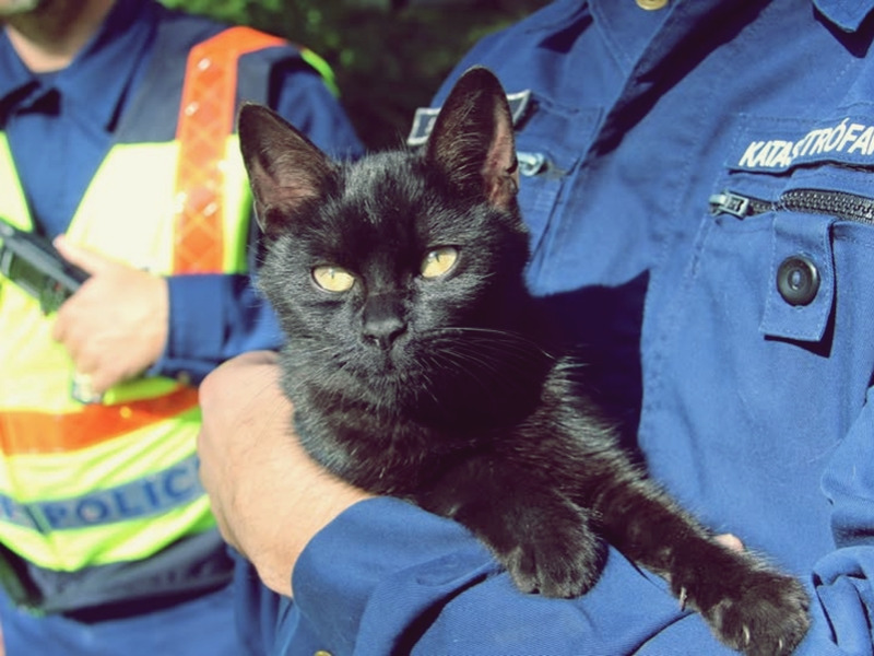 Cicát mentettek a halasi tűzoltók