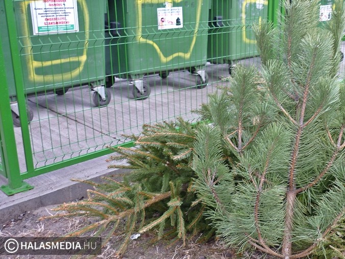 A fenyők elszállításának időpontjai Halason