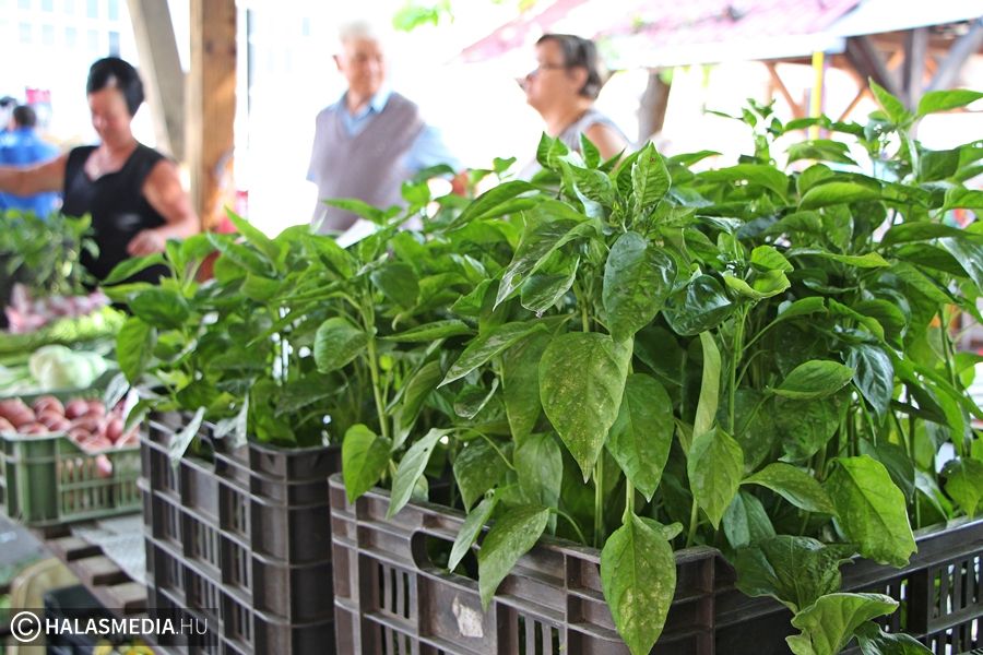 A paradicsom és a paprika a legkelendőbb Halason