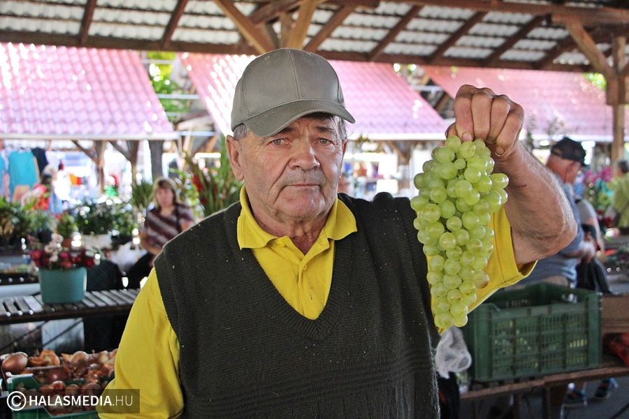 Érik a szőlő