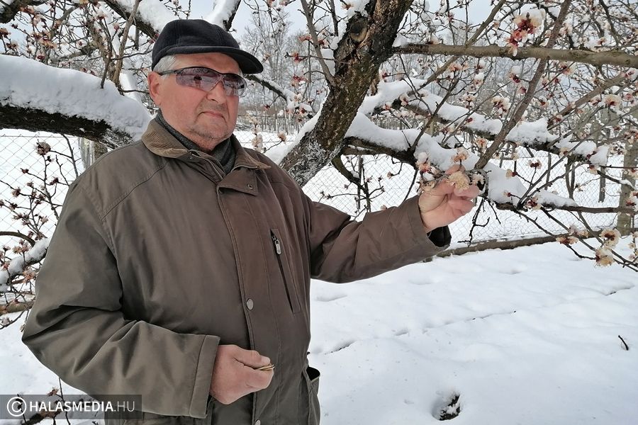 (►) Elfagyott a kajszi- és őszibarack térségünkben