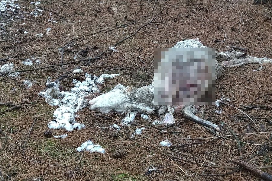 Birkatetem és autóalkatrészek az erdőben