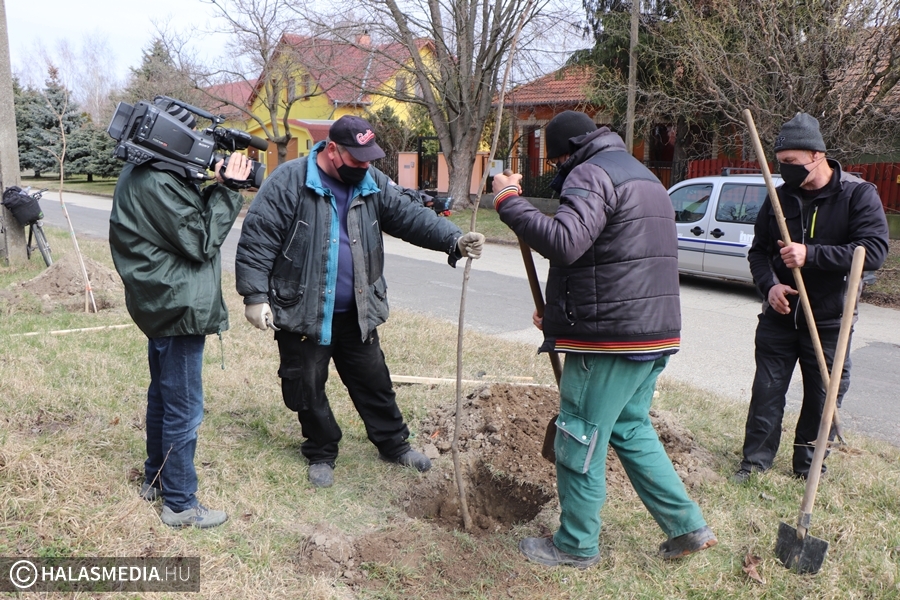 Közel 100 fát ültetnek a Felsővárosban