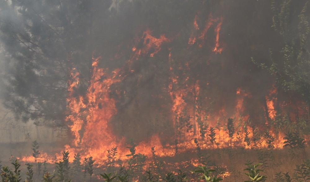 Hatalmas tűz: 200 hektáron ég az erdő Kiskunhalas közelében (galériával)