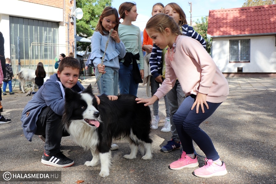 A felelős állattartásra is felhívták a diákok figyelmét a Felsővárosi-iskolában (galéria)