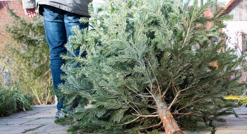 Január 12-én és 26-án szállítják el a fenyőfákat