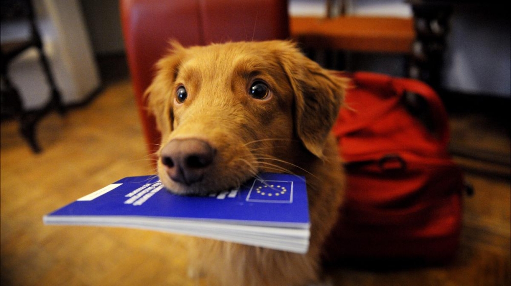 Még a kutyák útlevelét is hamisítják