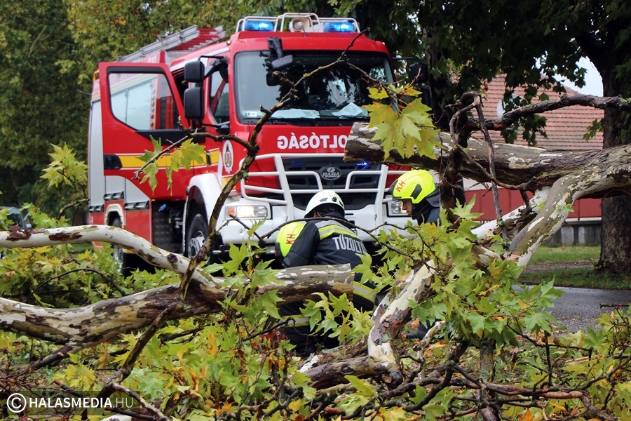 Lehasadt faág zárta el a Szabadkai utat (galéria)