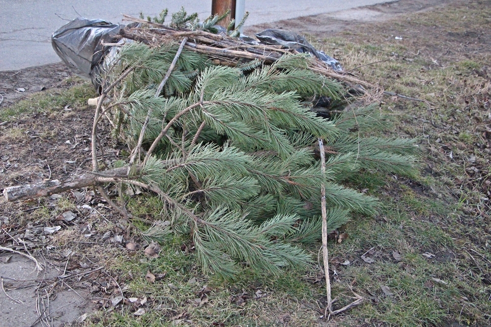 Fenyőfák begyűjtése januárban