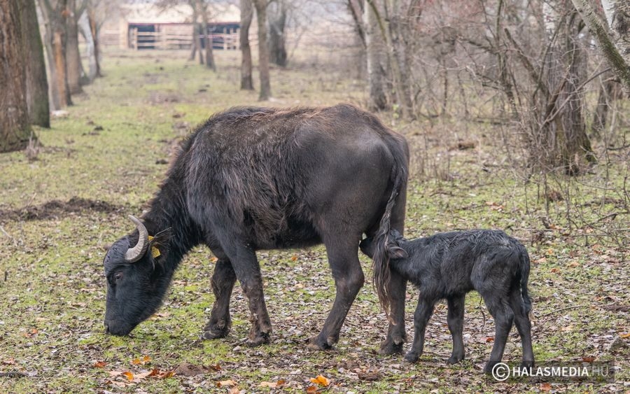 Kis bivaly született a Csetényi Parkban, Luca lesz vagy Oti?