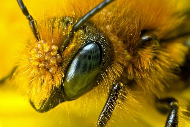 Zárlat alatt a méhek