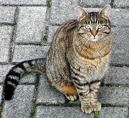 Cicakölcsönző