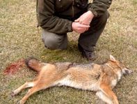 A kerti gyerekmedencéből is ittak a vérszomjas farkasok