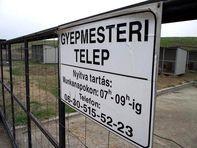 Őszi faültetési akció a gyepmesteri telepen