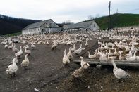Újabb támadás a magyar libatenyésztők ellen
