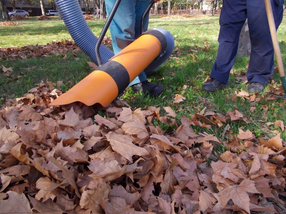 Begyűjtik a lehullott leveleket