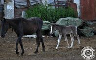 Újabb lótetemek, gyújtogatás és fosztogatás a mélykúti gazda birtokain