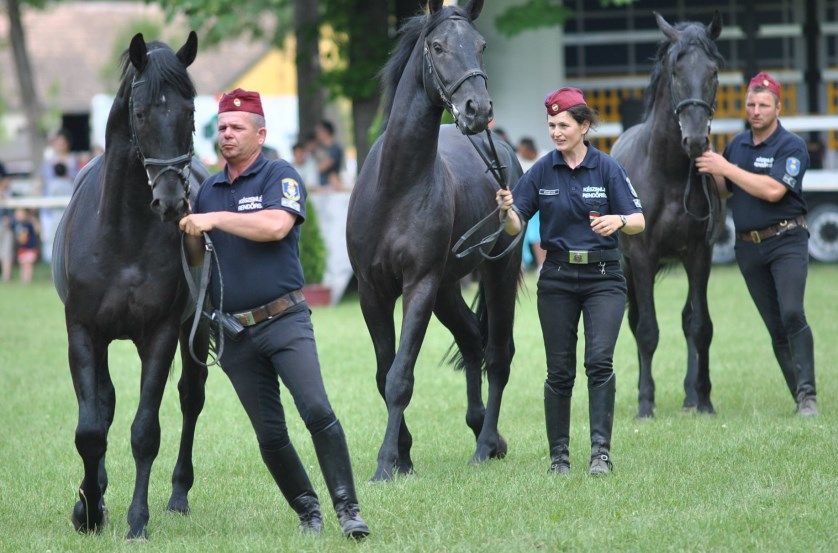 Halas lehet a lovas rendőrök találkozóhelye