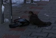 Vércsetámadás a belvárosban!