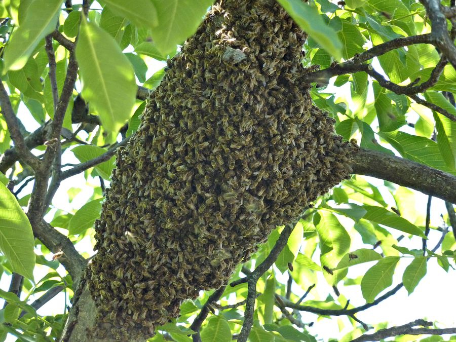 Ne féljünk a méhektől! (videó)
