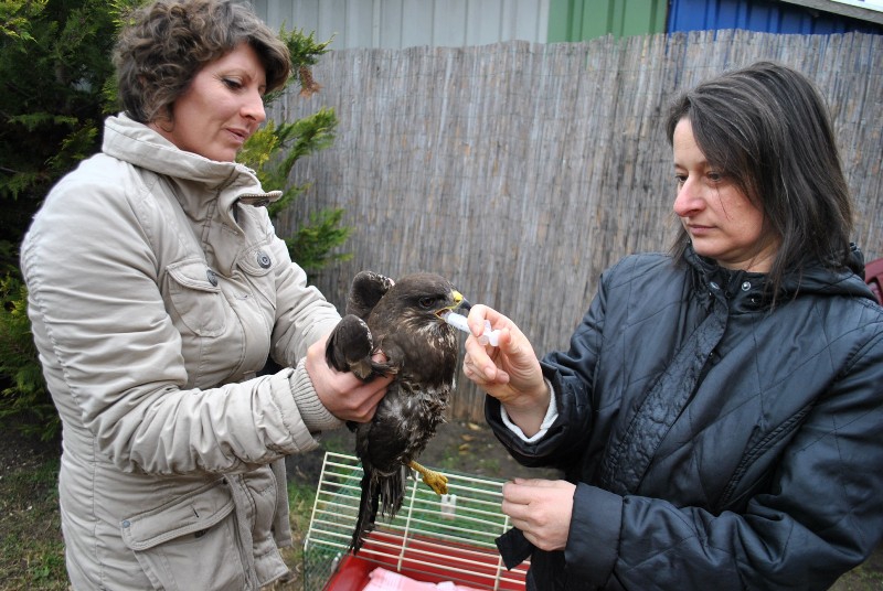 Meglőtt madarat és vágott nyakú kutyát mentettek