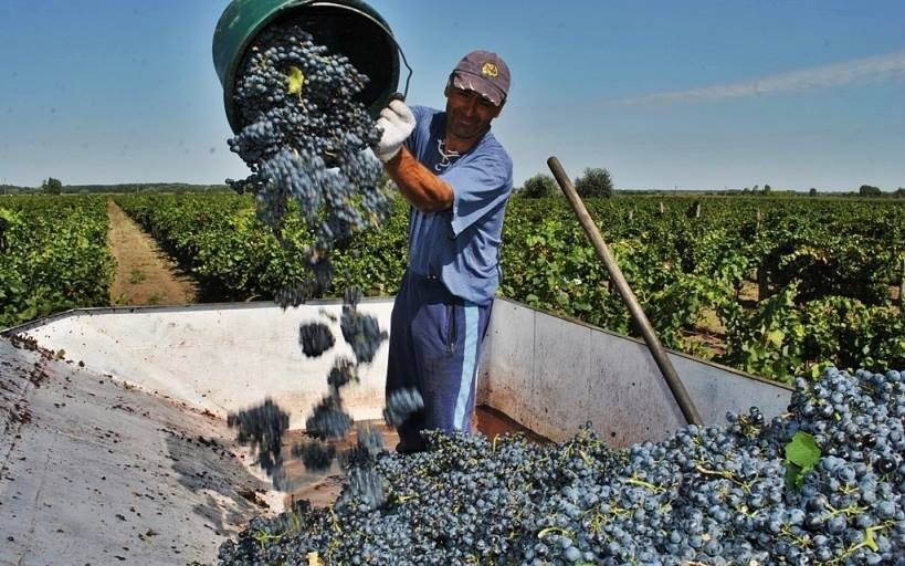 (►) A versenyhivatalhoz fordulnak a nyomott szőlőárak miatt
