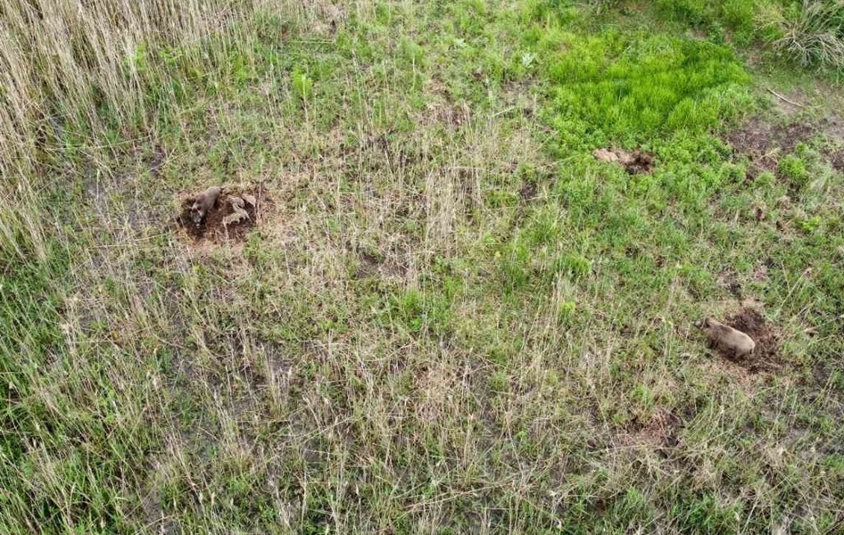 Tényleg vaddisznók tanyáznak a sóstói nádasban