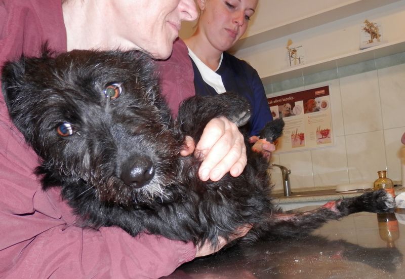 Több sebből vérző kutyust mentettek az állatvédők