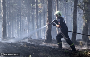 Kigyulladt egy fenyőerdő: a tűzoltók tíz vízsugárral akadályozták meg a lángok továbbterjedését