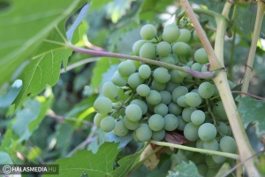 Aszálykárok a szőlőültetvényekben