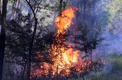 Tizenöt hektáron égett az aljnövényzet az Olajosok útja mellett (galéria)